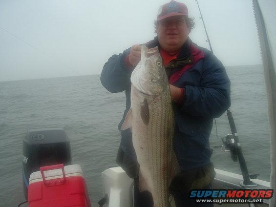 striper2.jpg 39" striper my neighbor cought