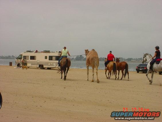 RV and various animals on a beach with a car in the background