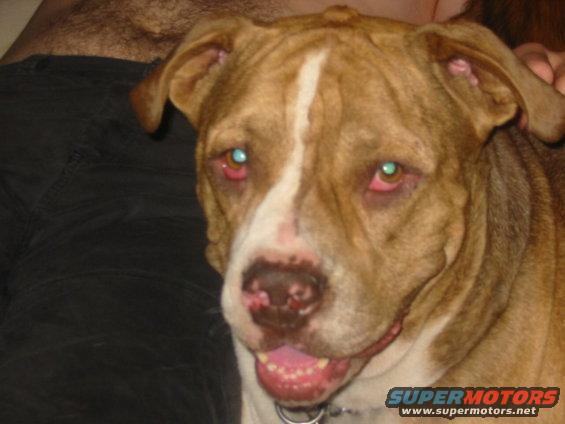 Pit bull dog with red eyes and white blaze on face