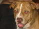 1997 Ford Crown Victoria - Close-up photo of a dog's face, showing its red eyes and open mouth.