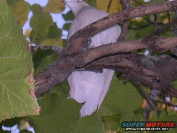 White bird perched on a tree branch with green leaves