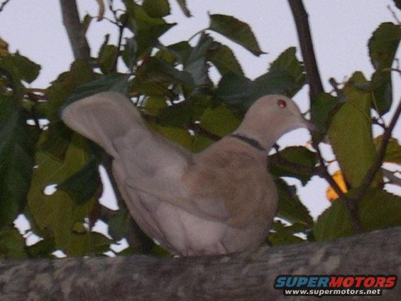 Dove perched on a tree branch with green leaves