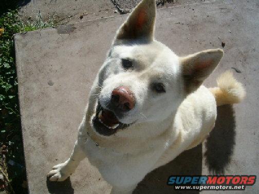 White dog with mouth open, looking up from concrete