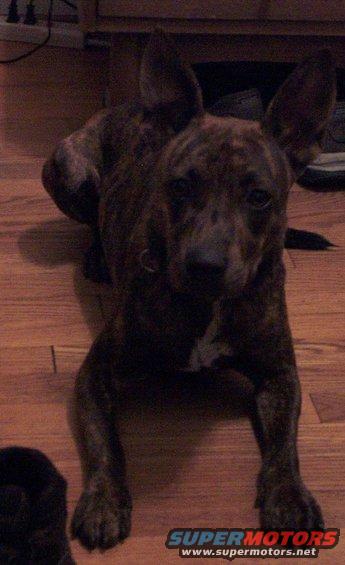 Brindle dog lying on wooden floor