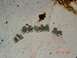 2003 Dodge 1500 - Engine bearing fragments on a dirty surface with a date stamp from 2005.