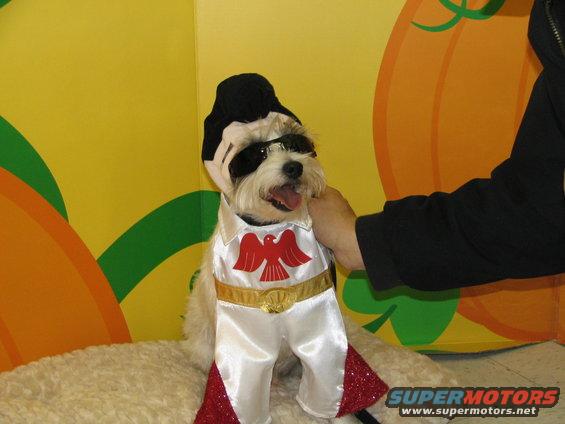 Dog in an Elvis costume with sunglasses and a black wig, sitting on a fluffy surface. A hand is petting the dog. Background has yellow and orange shapes