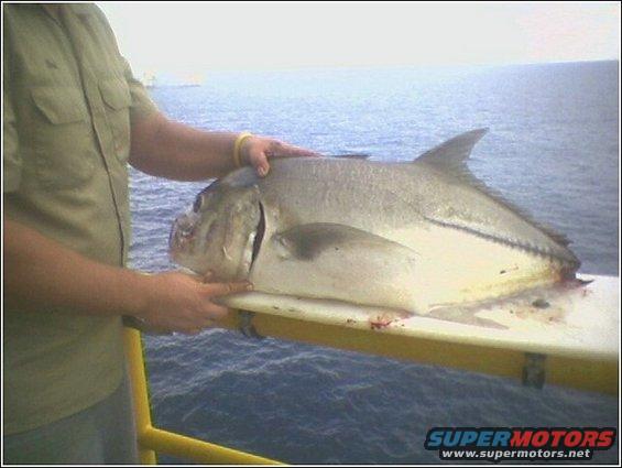 guy holding a big fish on a table, water in background