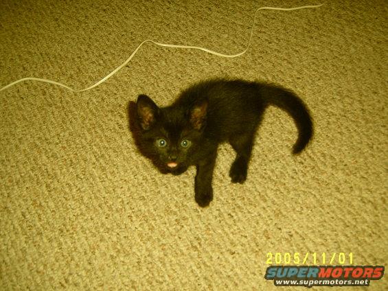 baby squirt, 6 weeks old