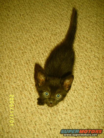Baby Squirt, 6 weeks