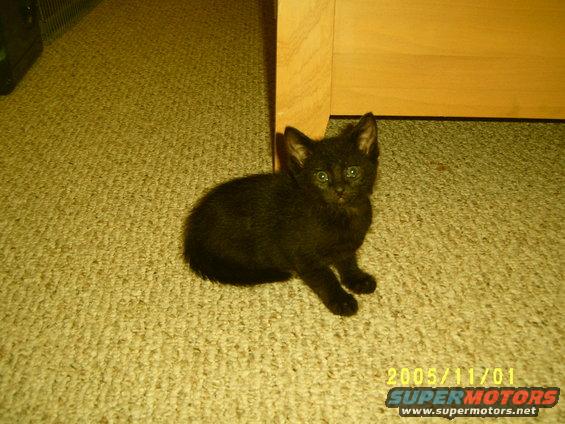 girl 6 wks
