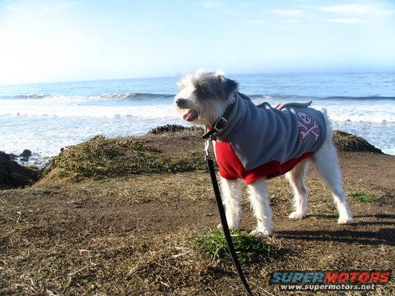 Dog in a red and gray sweater with a skull and crossbones design, standing on a grassy cliff overlooking the ocean