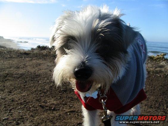 Dog in a sweater on a beach with the ocean in the background