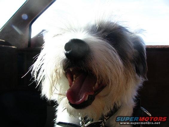 Dog with mouth open, seen from inside a vehicle