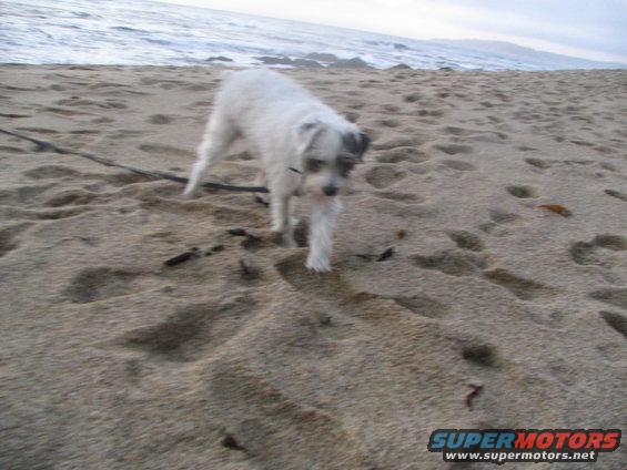 White dog walks on a sandy beach near the ocean