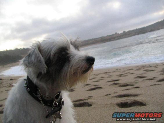 Dog with a spiked collar on a sandy beach, looking out at the ocean waves under a cloudy sky