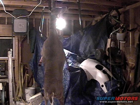 Deer carcass hanging in a garage with a white motorcycle fairing on the right