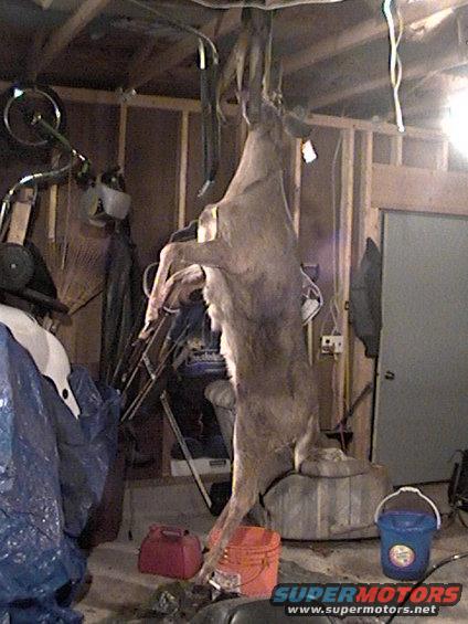 Deer hanging in a garage, suspended from the ceiling