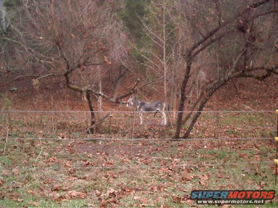 Donkey standing in a wooded area behind a barbed wire fence