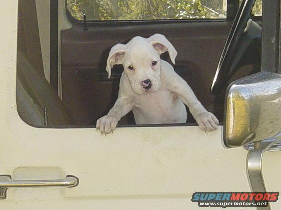 White puppy looking out of a car window, paws on the sill. Text 'SUPERMOTORS' visible on lower right