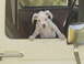 1989 Ford Bronco - A white puppy is looking out of the open window of a vehicle.