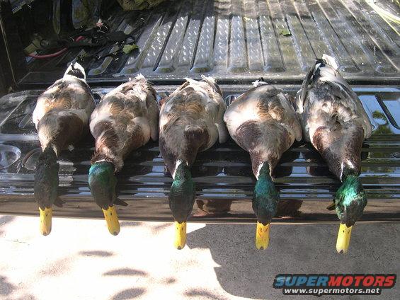 Five dead ducks with yellow legs and green heads lie on a truck bed
