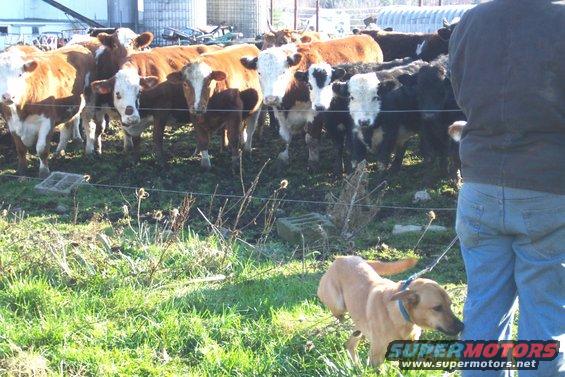 Cattle gathered in a field with a dog in the foreground and a person's legs visible