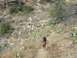 1996 Ford Probe - Two dogs are captured in motion as they run down a path in a dry, arid environment dotted with cacti and sparse vegetation.
