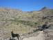 1996 Ford Probe - A dog surveys a vast, arid valley with hills under a bright blue sky.