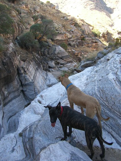 Two dogs, one brindle and one tan, stand on rocks in a canyon with steep, layered rock walls