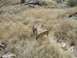 1996 Ford Probe - Two dogs investigate the dry vegetation on a sun-drenched hillside.