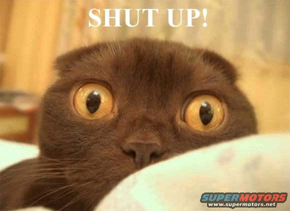 Brown cat with wide yellow eyes and text "SHUT UP!"