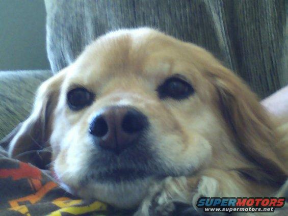 Close-up of a dog's face resting on a blanket