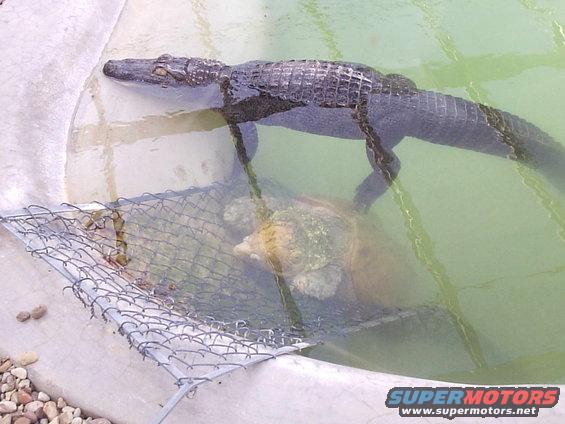 105 year old alligator snapper and a gator at the Gator House, Jennings, LA