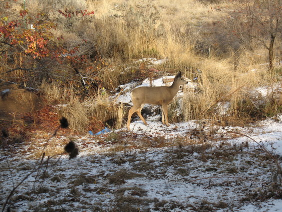 deer standing in a field with patchy snow and dry grass