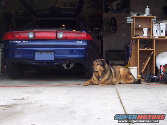 1995 Ford Probe GT rear view, blue, with a large dog lying in front of it in a garage