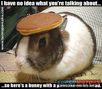 Bunny with pancake on head