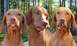 1994 Ford Bronco - Three dogs with unusual teeth are captured in a close-up outdoor shot.