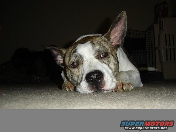 Quit messing with me and give me that pig ear.
