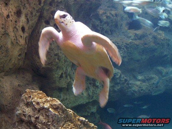 Albino sea turtle swimming in aquarium with fish and rocks
