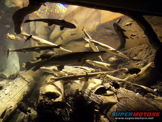 Aquarium scene with gar and other fish swimming among rocks and logs