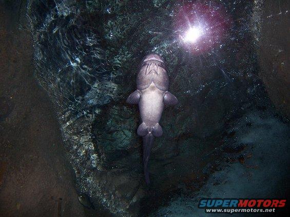 Fish viewed from above in dark water with light reflection