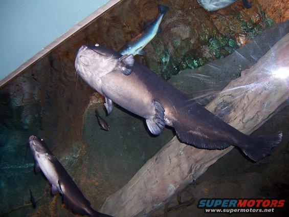 Big catfish swimming in an aquarium with a smaller fish above it