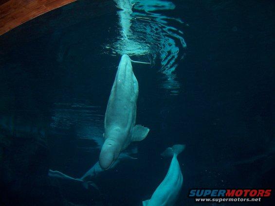 Beluga whales swimming underwater in an aquarium