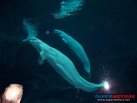 Two beluga whales swim in dark water. A person's head is visible in the lower left