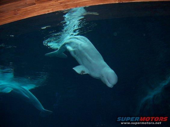Two beluga whales swim in dark blue water under a wooden structure