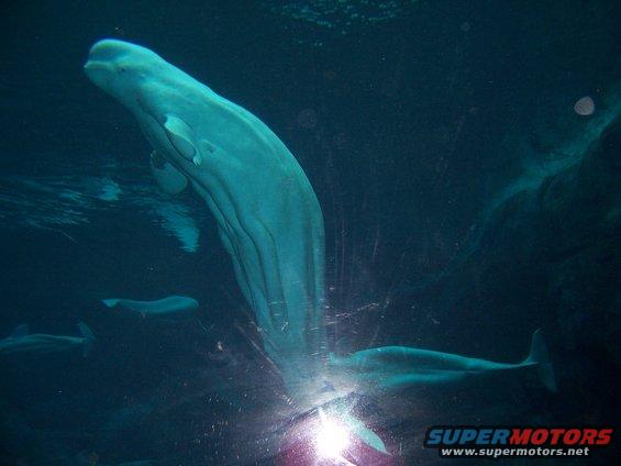 Beluga whales swimming underwater in an aquarium