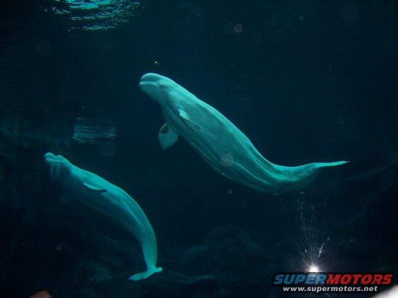 Two beluga whales swim in dark water
