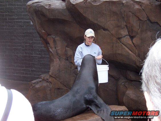 Seal being fed by handler at Georgia Aquarium