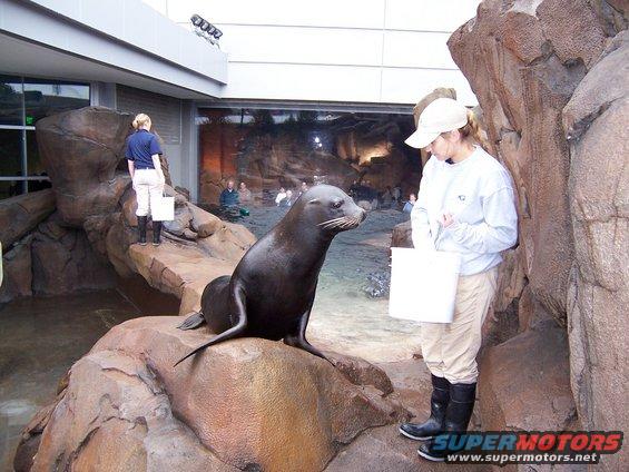 Sea lion on rocks looking at a trainer holding a bucket. Another trainer stands nearby