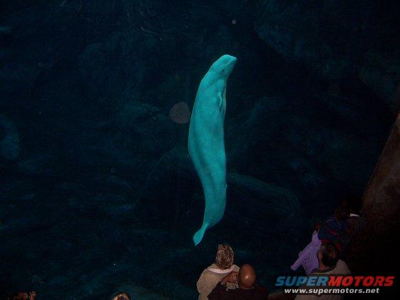 Beluga whale swimming in dark water, viewed from above by onlookers